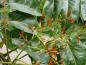 Preview: Ailanthus altissima