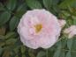 Preview: Kletterrose Kir Royal mitgefüllten, rosa Blüten