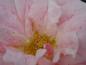 Preview: Kletterrose Kir Royal: seidigrosa Blüte mit gelben Staubgefäßen