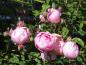 Preview: Blüten der Ramblerrose Raubritter