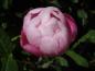 Preview: Die geschlossene Blüte der Rosensorte Raubritter