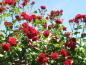Preview: Rosenrankgitter mit der Rose Sympathie