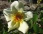 Preview: Blüte der Strauchrose Frühlingsgold