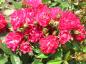 Preview: Dunkle rote Blüten der Rose Alberich