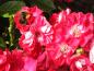 Preview: Die halbgefüllten Blüten der Rose Alberich sind auch bei Bienen und Hummeln beliebt.