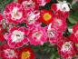 Preview: Die Rose Little Artist fällt durch die unruhige Farbgebung der Blüte auf