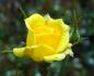 Preview: Blüte von Rose Sonnenkind