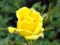Preview: Blüte von Rose Sonnenkind