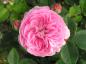 Preview: Die Blüte der Rosa Louise Odier ist kräftig rosa