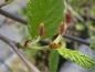 Preview: Weibliche Blüten von Alnus rugosa