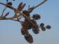 Preview: Die letztjährigen Früchte von Alnus rugosa