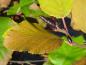 Preview: Alnus rugosa im Herbstlaub