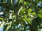 Preview: Ungleichmäßig geformte, große Blätter der Purpurerle (Alnus spaethii) sowie junge Zapfen