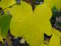 Preview: Kalopanax pictus mit gelben Herbstlaub