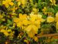 Preview: Vitbrokig kerria, Kerria japonica Picta
