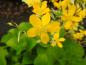 Preview: Vitbrokig kerria, Kerria japonica Picta