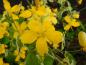 Preview: Kerria japonica Picta