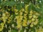 Preview: Gelbe Blütentrauben des Alpen-Goldregens