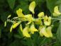 Preview: Gelbe Blüten des Alpen-Goldregens