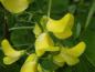 Preview: Draufsicht auf die Blütentraube des Laburnum alpinum