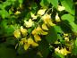 Preview: Die gelben Blüten des Alpengoldregens erscheinen im Mai.