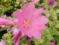 Preview: Die Blüte der Lavatera rosea