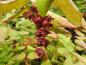 Preview: Dunkelrote Früchte des Karamellstrauchs im Herbst