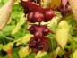Preview: Leycesteria formosa - Nahaufnahme der roten Früchte