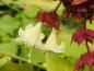 Preview: Weiße Blüte der Leycesterie