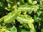 Preview: Gelbbuntes Geißblatt: Laub im Sommer