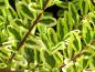 Preview: Die gelbbunten Blätter der Böschungsmyrthe Lemon Beauty
