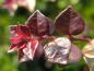 Preview: Lonicera nitida Red Tips