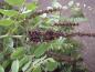 Preview: Bastardindigo (Amorpha fruticosa) - violette Blütenrispen