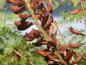 Preview: Bastardindigo (Amorpha fruticosa) - die kleinen braunen Schoten enthalten die Samen.