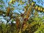 Preview: Fruchtstand von Amorpha fruticosa (Aufnahme aus Oktober)