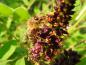 Preview: Segelbuske (Amorpha fruticosa)