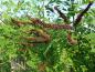 Preview: Im Sommer öffnen sich die dunkellila Blütenrispen des Amorpha fruticosa.