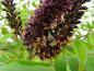 Preview: Eine Hummel auf Pollensuche - Bastardindigo (Amorpha fruticosa)