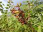Preview: Hülsenfrüchte des Bastardindigo (Amorpha fruticosa)