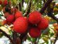Preview: Essbare Früchte bei Arbutus unedo