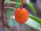 Preview: Die erdbeerartige Frucht vom Erdbeerbaum