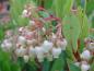 Preview: Die frühe Blüte von Arbutus unedo