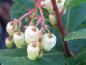 Preview: Cremeweiße Blüte des Erdbeerbaumes