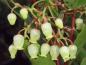 Preview: Arbutus unedo - weiße glockenartige Blüte