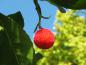 Preview: Essbare rote Frucht des Arbutus unedo