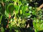 Preview: Erdbeerbaum (Arbutus unedo) in Blüte
