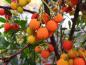 Preview: Früchte des Erdbeerbaumes (Arbutus unedo)