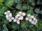 Preview: Echte Rebhuhnbeere - weiße Blüten