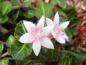 Preview: Hübsche weiße bis zartrosa Blüten der Mitchella repens