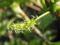 Preview: Blütenbildung bei Morus kagayamae